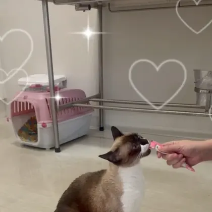 Atendimento felino
